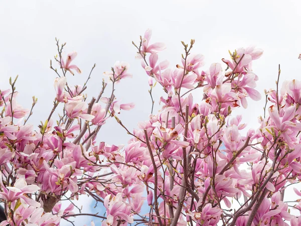 Close Rosa Árvore Florescente Magnólia Fundo Natural Primavera Papel Parede — Fotografia de Stock