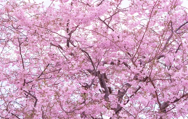 Närbild Blommande Träd Bakgrund Och Tapeter Vår Bruncher Träd Med — Stockfoto