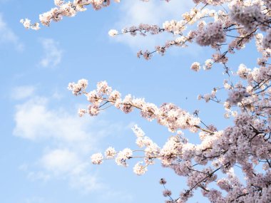 Çiçek açan ağaç arka planına ve duvar kağıdına, ilkbahar zamanına, çiçek açan ağaç brunchlarına yakın dur.