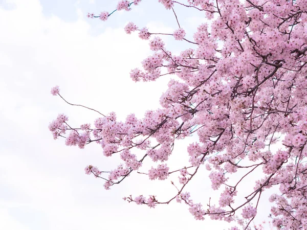Close Blooming Tree Background Wallpaper Springtime Brunches Tree Blossom Flowers — Stock Photo, Image