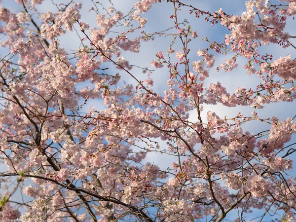 Zbliżenie Kwitnącego Tła Drzewa Tapety Wiosna Brunche Drzewa Kwiatami — Zdjęcie stockowe