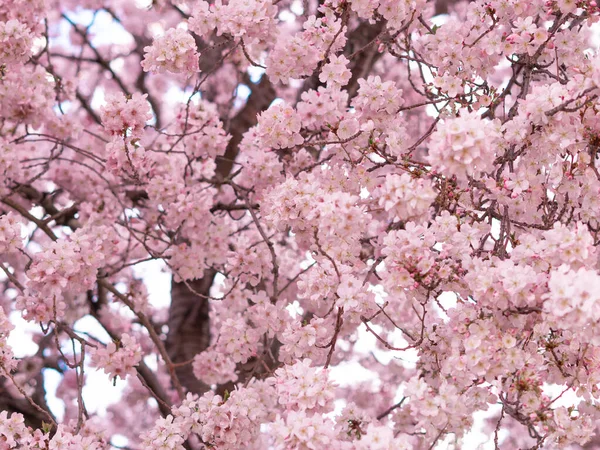 Zblízka Kvetoucího Stromu Pozadí Tapety Jaro Brunches Stromu Květinami — Stock fotografie