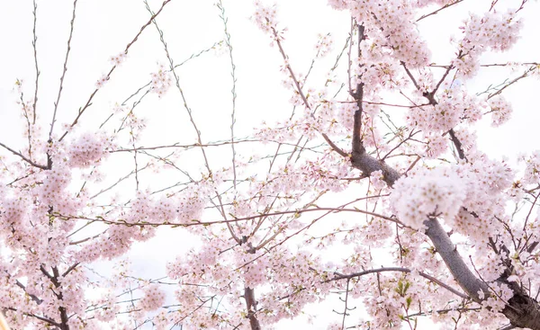 Затемнение Цветущего Фона Дерева Обоев Весна Поздние Завтраки Дереве Цветком — стоковое фото