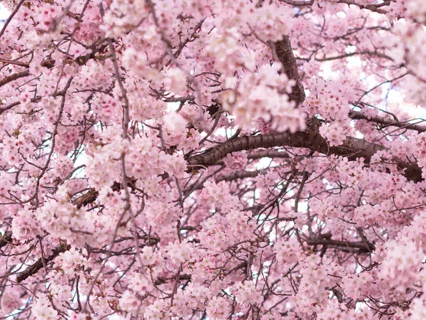 Close Fundo Árvore Florescente Papel Parede Primavera Brunches Árvore Com — Fotografia de Stock