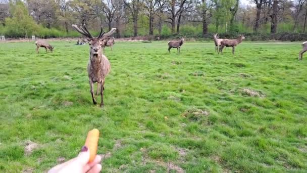 Mão Com Cenoura Alimentando Veados Animais Selvagens Pastando Prado Parque — Vídeo de Stock