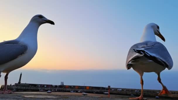靠近大海和灯塔的日落中海鸥的轮廓 自然景观 — 图库视频影像