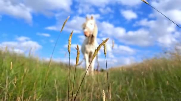 農場を見つめ 緑の草のコピースペースを食べる馬 — ストック動画