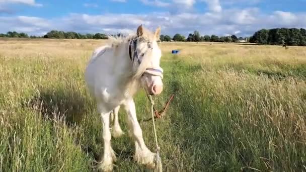 Horse Gazing Farm Eats Green Grass Copy Space — Stock Video