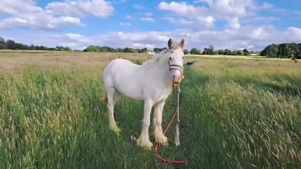 Лошадь Смотрит Ферму Ест Зеленую Траву Копировать Пространство — стоковое видео