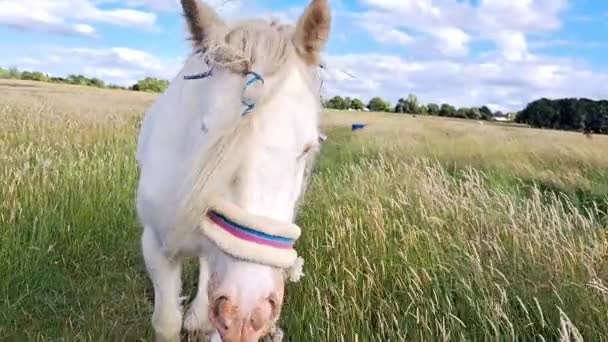Koń Wpatrujący Się Gospodarstwo Zjadający Zieloną Trawę Przestrzeń Kopiowania — Wideo stockowe