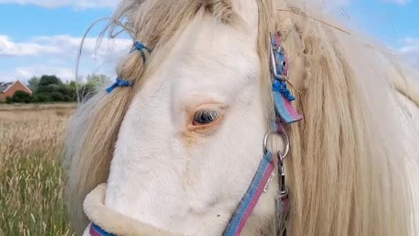 Лошадь Смотрит Ферму Ест Зеленую Траву Копировать Пространство — стоковое видео