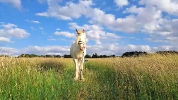 Horse Gazing Farm Eats Green Grass Copy Space — Stock Video
