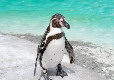 Hayvanat bahçesindeki penguene yakın, mavi su arka planı. 