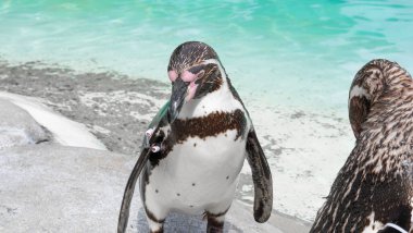 Hayvanat bahçesindeki penguene yakın, mavi su arka planı. 