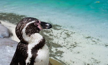 Hayvanat bahçesindeki penguene yakın, mavi su arka planı. 