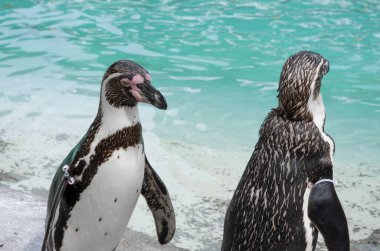 Hayvanat bahçesindeki penguene yakın, mavi su arka planı. 