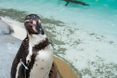 Hayvanat bahçesindeki penguene yakın, mavi su arka planı. 