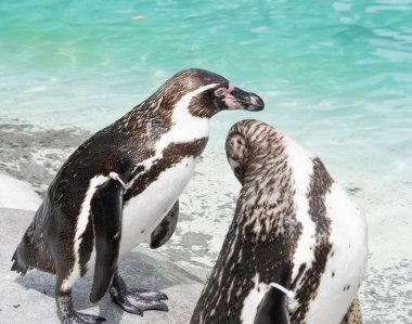 Hayvanat bahçesindeki penguene yakın, mavi su arka planı. 