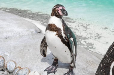 Hayvanat bahçesindeki penguene yakın, mavi su arka planı. 