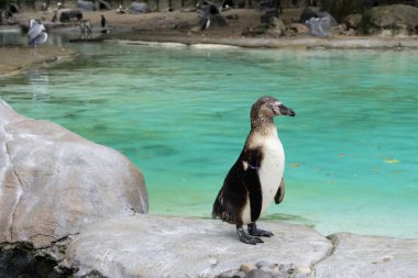 Hayvanat bahçesindeki penguene yakın, mavi su arka planı. 