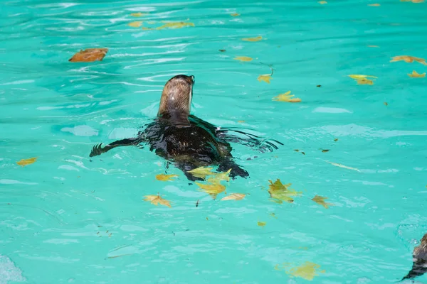 Närbild Pingvin Djurparken Blått Vatten Bakgrund — Stockfoto