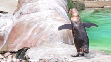Hayvanat bahçesindeki penguen mavi su arka planında 