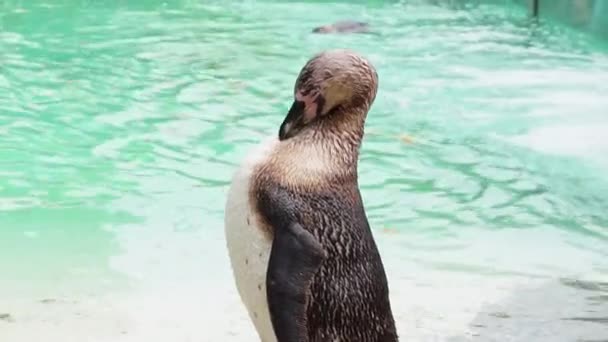 Pingüino Zoológico Sobre Fondo Agua Azul — Vídeo de stock
