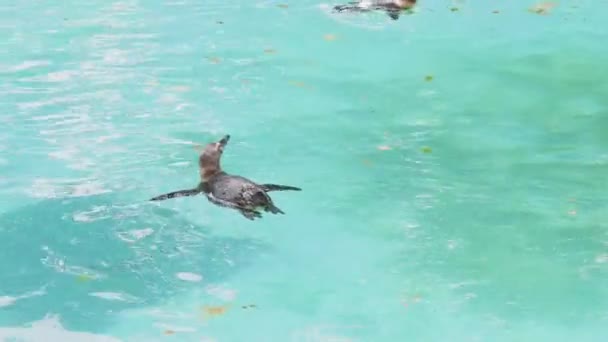 Pingüino Zoológico Sobre Fondo Agua Azul — Vídeo de stock