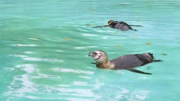 青い水の背景の動物園のペンギン — ストック動画