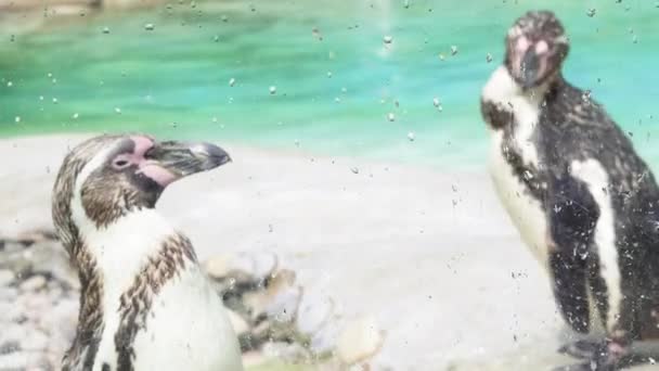 企鹅在蓝水背景的动物园里 — 图库视频影像