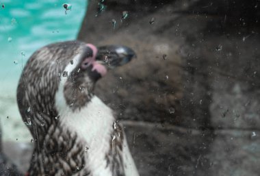 Hayvanat bahçesindeki penguene yakın, mavi su arka planı. 