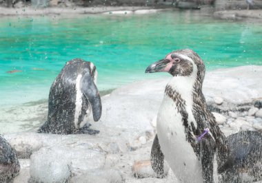Hayvanat bahçesindeki penguene yakın, mavi su arka planı. 