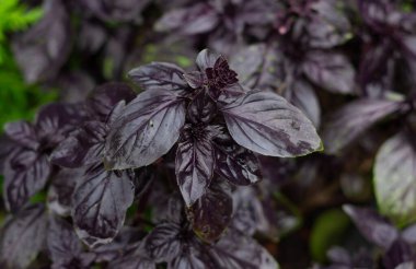 Bahçede büyüyen mor fesleğen. Yüksek kalite fotoğraf