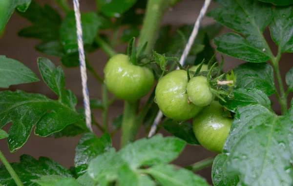 stock image Green unripe tomatoes on the bush close up. High quality photo