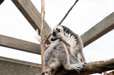 Dalda oturan çizgili lemura yaklaş.