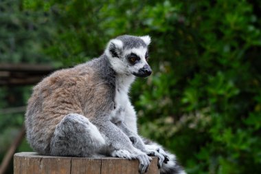 Dalda oturan çizgili lemura yaklaş.