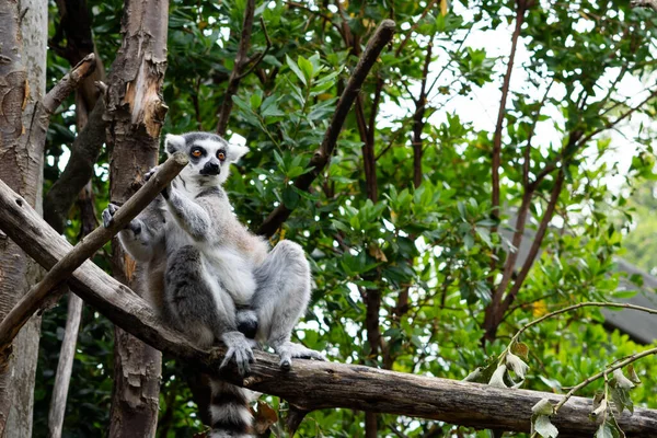 Close Lemur Listrado Sentado Ramo — Fotografia de Stock