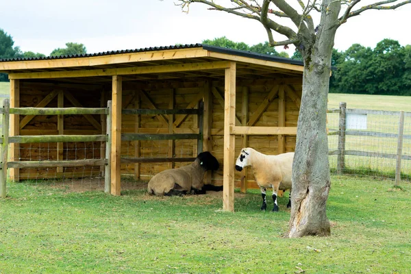 農場のコピースペースで安定した羊が — ストック写真