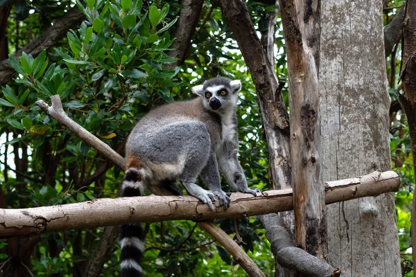 Närbild Randig Lemur Sitter Gren — Stockfoto