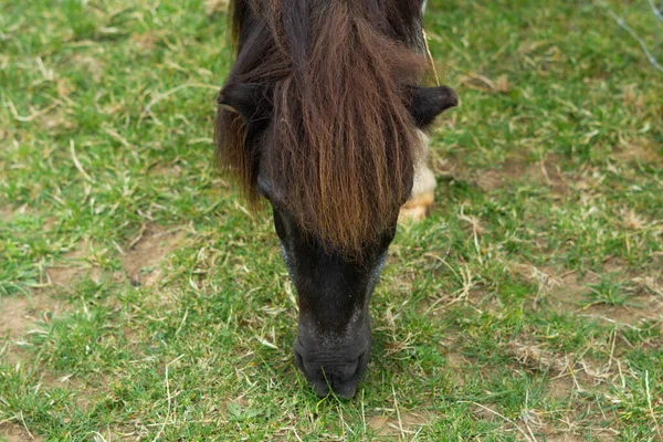 Paard Eet Groen Gras Boerderij — Stockfoto