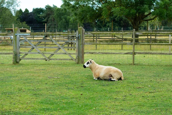 Schafe Stall Auf Dem Hof — Stockfoto