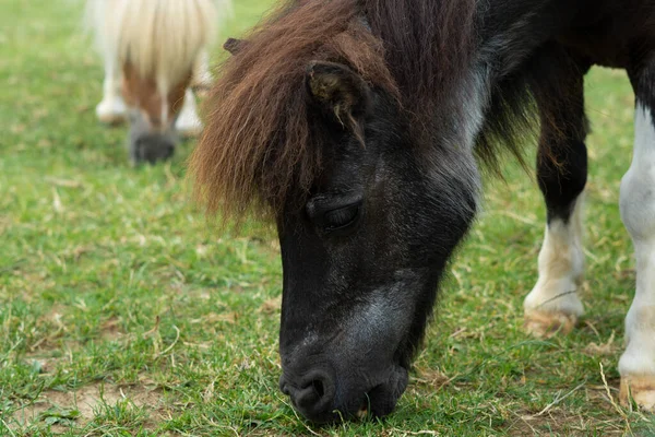 Kůň Jedí Zelenou Trávu Farmě — Stock fotografie