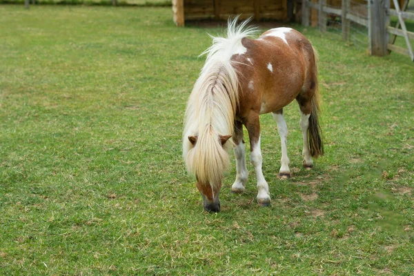 Cavalo Comendo Grama Verde Fazenda — Fotografia de Stock