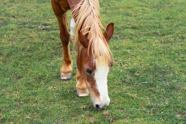 Kůň Jedí Zelenou Trávu Farmě — Stock fotografie