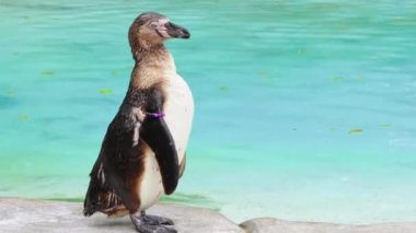 Hayvanat bahçesindeki penguene yakın, mavi su arka planı. 