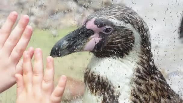 Close Van Pinguïn Dierentuin Blauw Water Achtergrond — Stockvideo