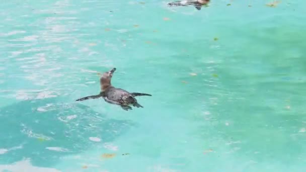 Primer Plano Del Pingüino Zoológico Fondo Agua Azul — Vídeo de stock