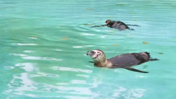 Närbild Pingvin Djurparken Blått Vatten Bakgrund — Stockvideo