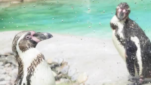 Pingüino Zoológico Sobre Fondo Agua Azul Imágenes Alta Calidad — Vídeo de stock