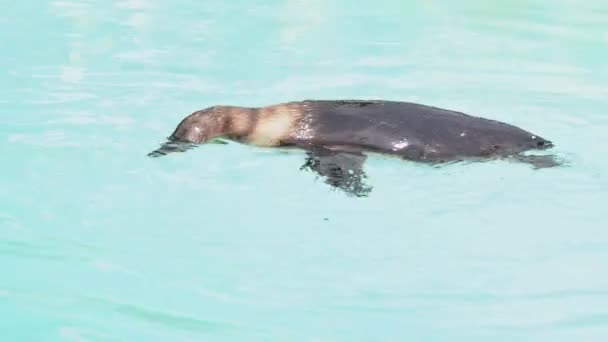 靠近动物园里的企鹅 蓝水背景 — 图库视频影像